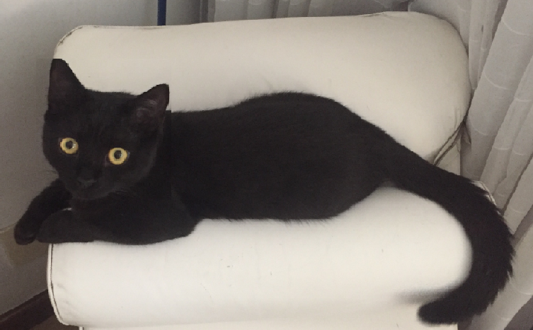 OS GATOS PRETOS PROTETORES